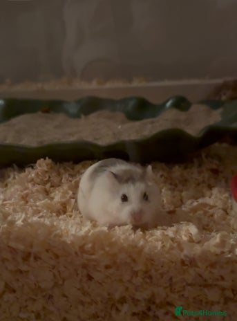 Hamster rodents - Advert 1