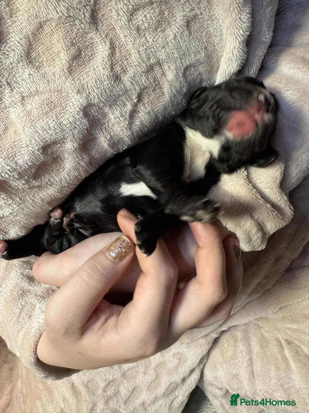 Cocker Spaniel dogs for sale: 1 BLACK MALE LEFT. Working cocker spaniel KC reg  - Advert 10