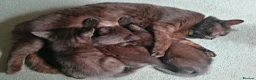 Domestic Shorthair cats for sale: 3 adorable kittens for sale  - Advert 16