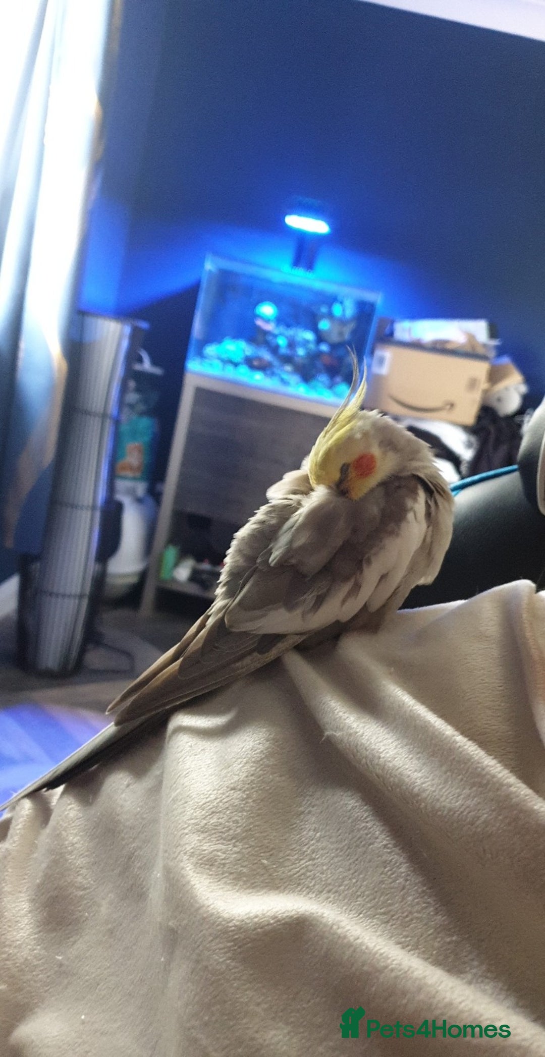 Cockatiels birds for sale: Hand reared male cinnamon cockateil  - Advert 8