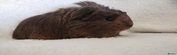 Guinea Pig rodents for sale: Baby cornet and friend ready now  - Advert 5