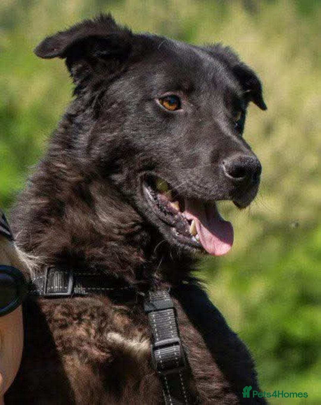 Mixed Breed dogs for adoption: Meet Toby – The Friendliest Boy You’ll Ever Meet! - Advert 1