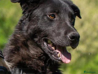 Mixed Breed dogs Meet Toby – The Friendliest Boy You’ll Ever Meet! - Advert 1