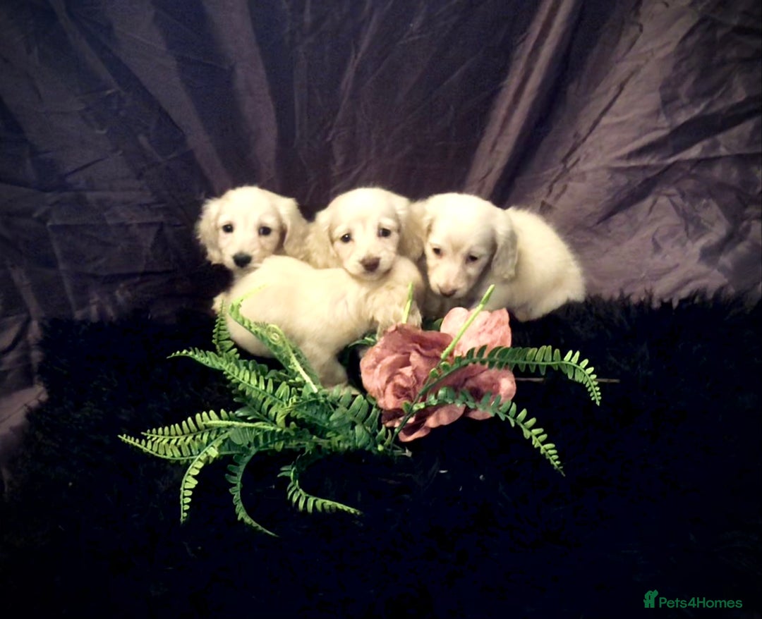Miniature Dachshund dogs for sale: English Cream miniature dachshund  - Advert 20