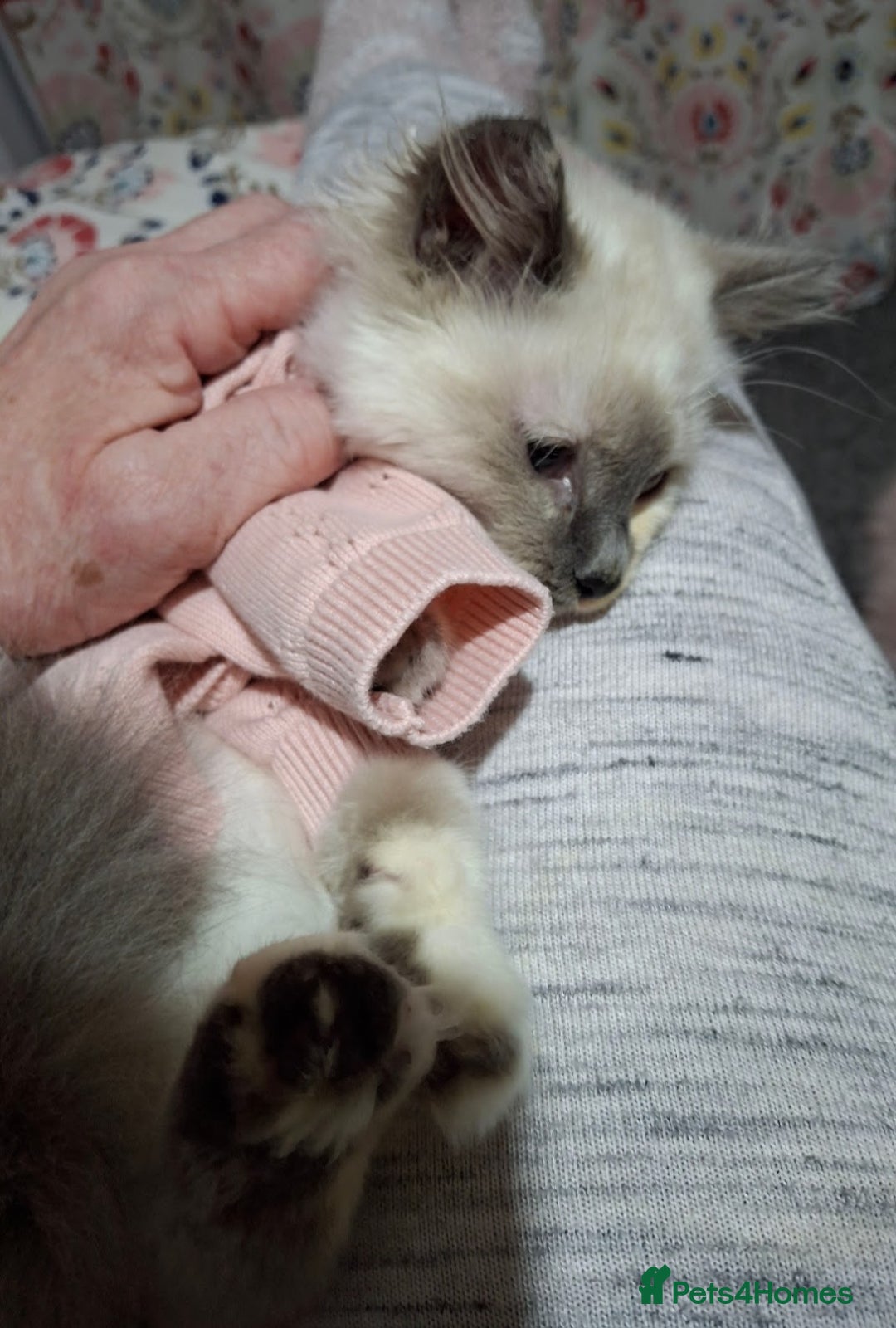 Ragcoon cats for sale: Beautiful Colourpoint Tortie Female Ragdoll Kitten - Image 3