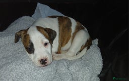 Mixed Breed dogs for sale: 3 loving puppys for sale - Image 1