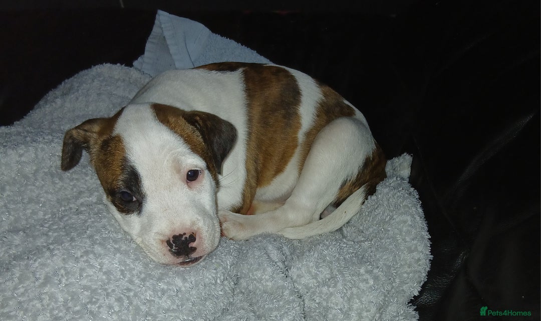 Mixed Breed dogs for sale: 3 loving puppys for sale - Image 1