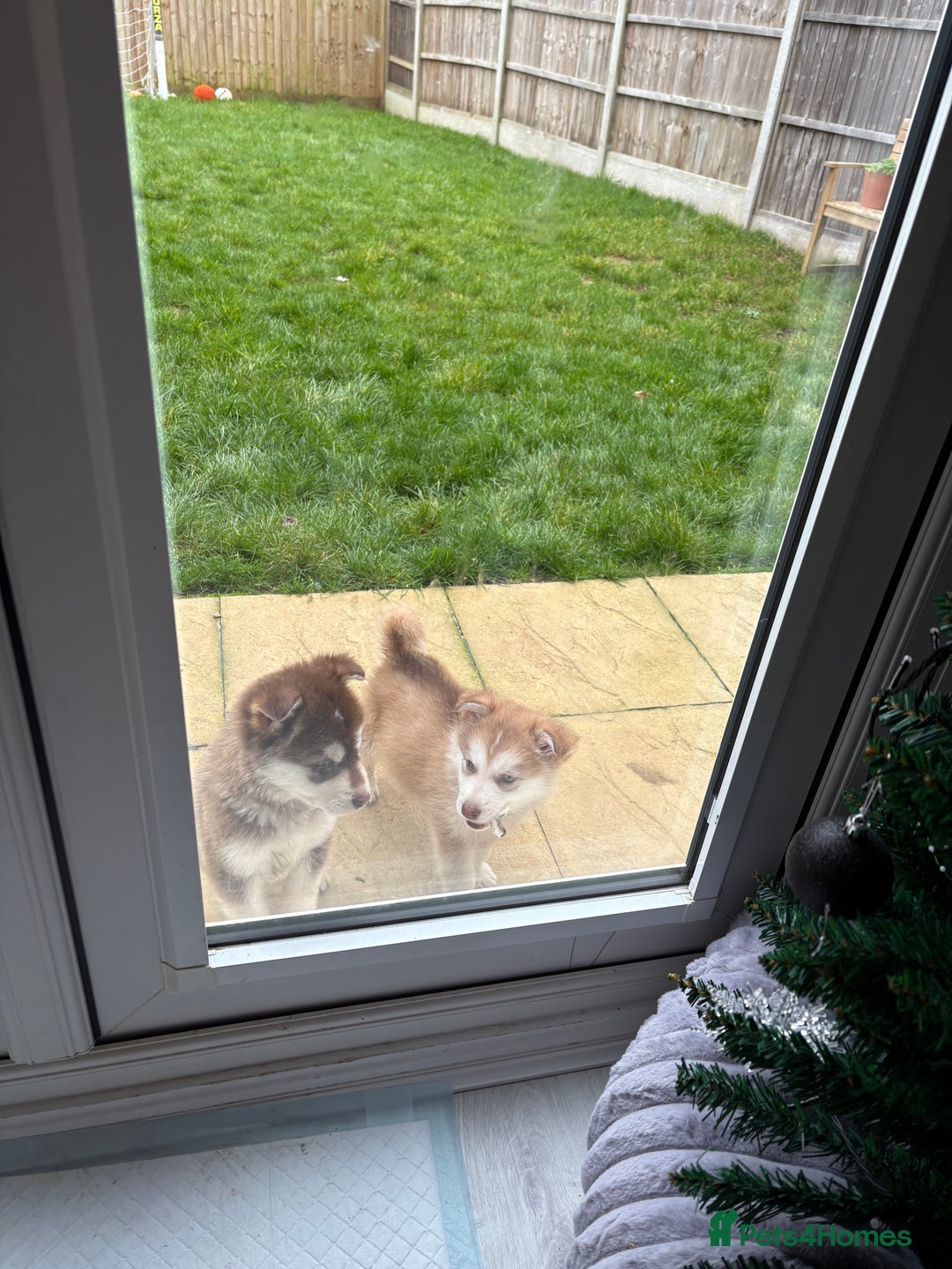 Mixed Breed dogs for sale: Dakota and Akila - Advert 7