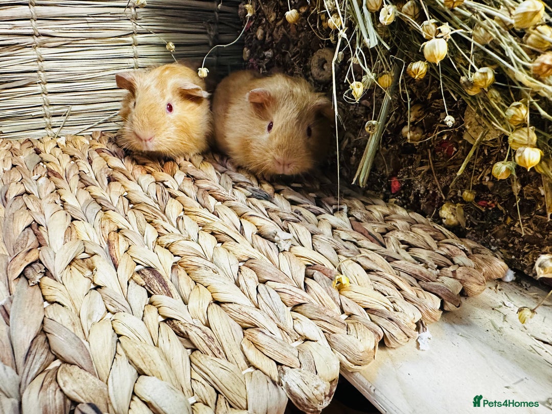 Guinea Pig rodents for sale: Friendly well handled baby guinea pigs  - Image 6
