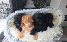 Miniature Poodle dogs for sale: KC REGISTERED MINIATURE POODLES - Image 4