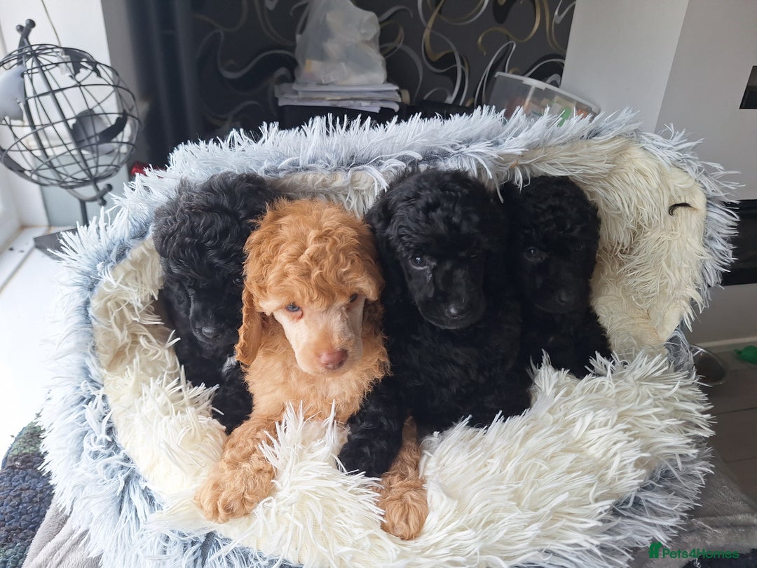 Miniature Poodle dogs for sale: KC REGISTERED MINIATURE POODLES - Image 4