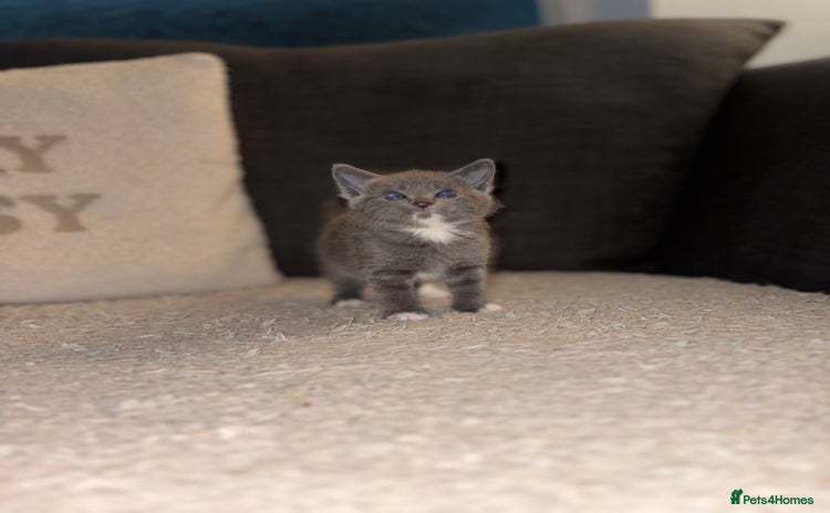 Mixed Breed cats - Advert 14