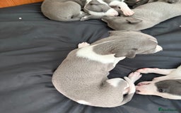 Whippet dogs for sale: Beautiful Blue whippet puppies  - Image 15