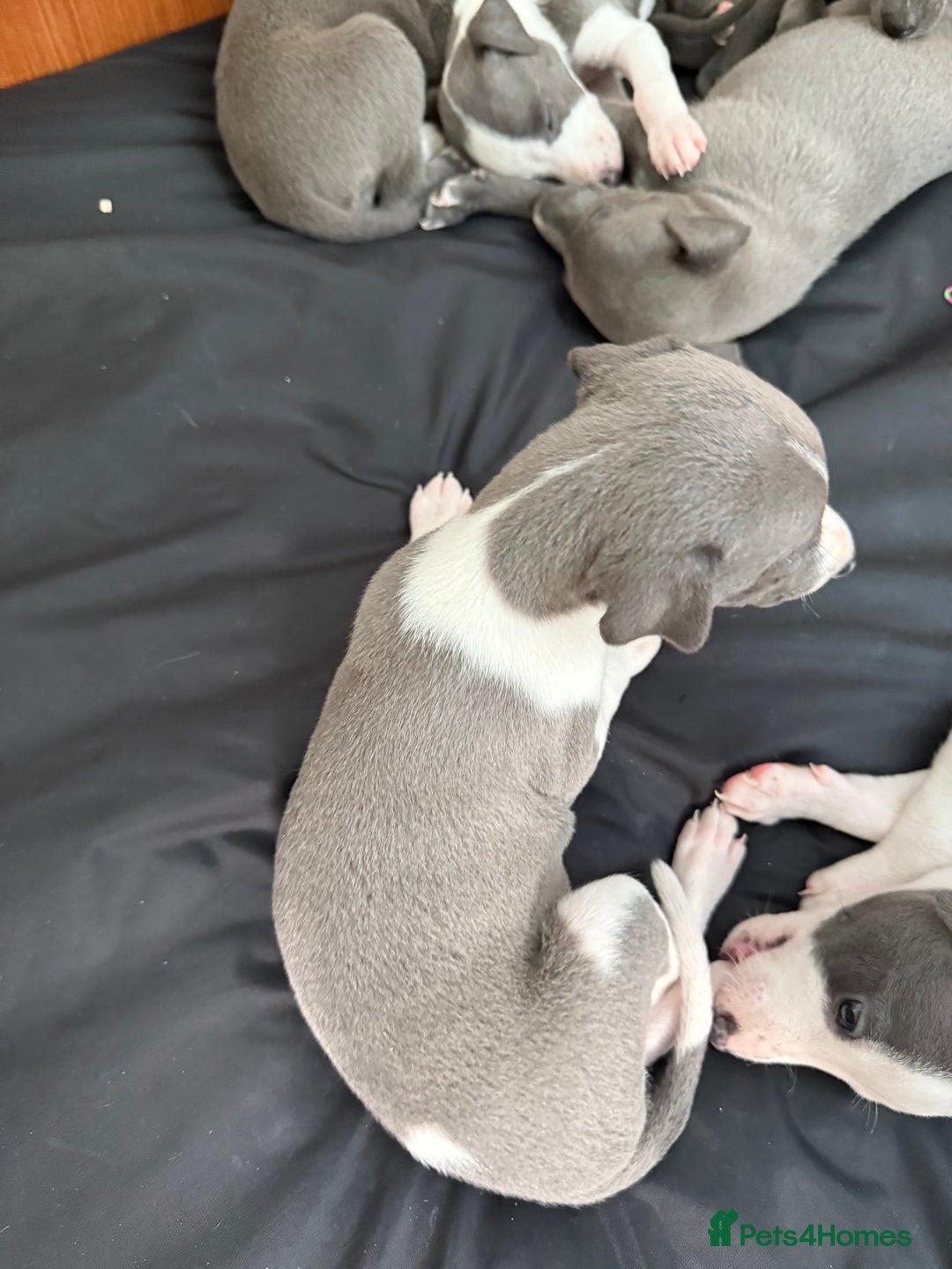 Whippet dogs for sale: Beautiful Blue whippet puppies  - Image 15