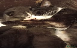 Domestic Shorthair cats for sale: Antony woods  - Image 6