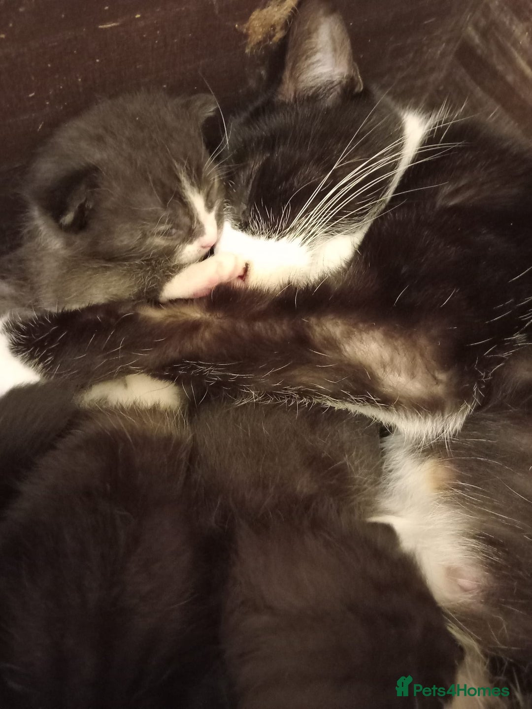 Domestic Shorthair cats for sale: Antony woods  - Image 6