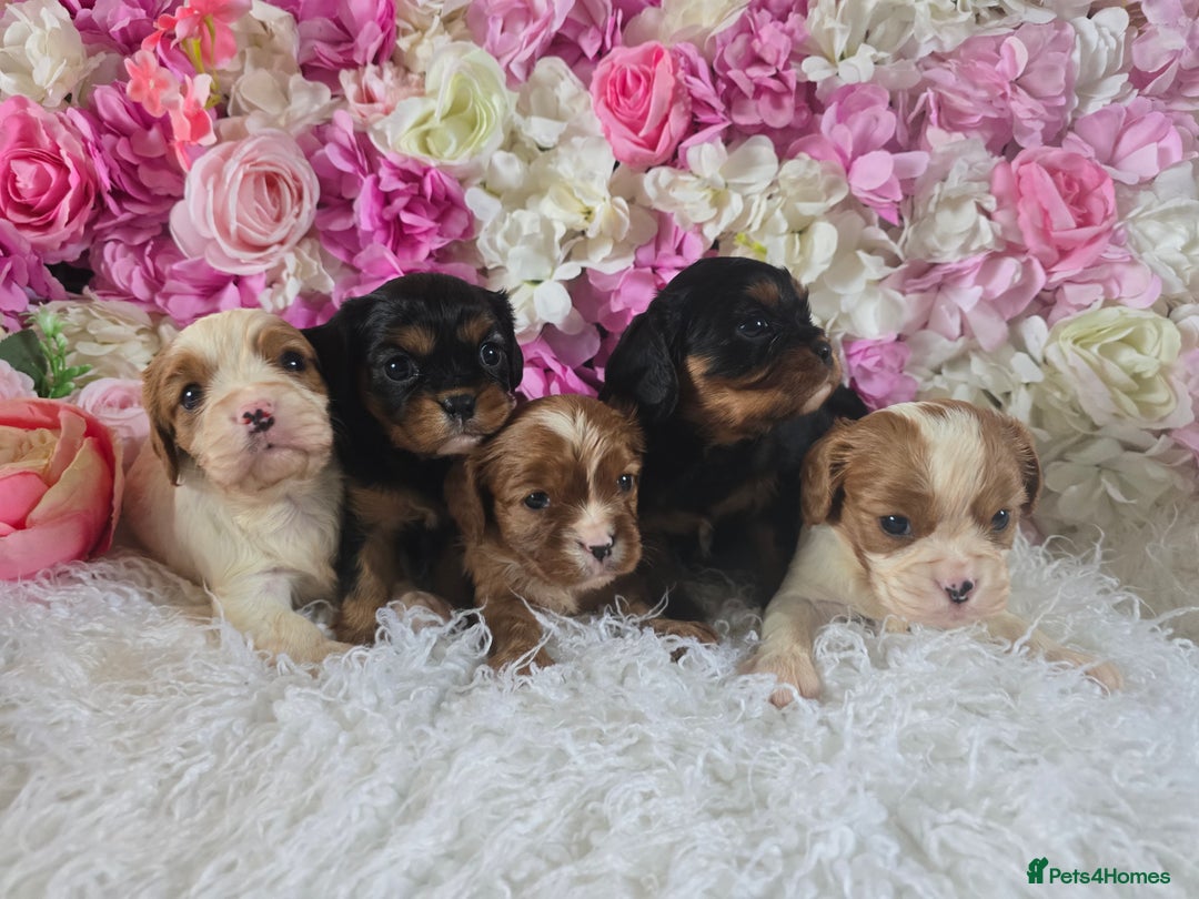 Cavalier King Charles Spaniel dogs for sale: Beautiful KC reg Cavalier King Charles Puppies  - Advert 7