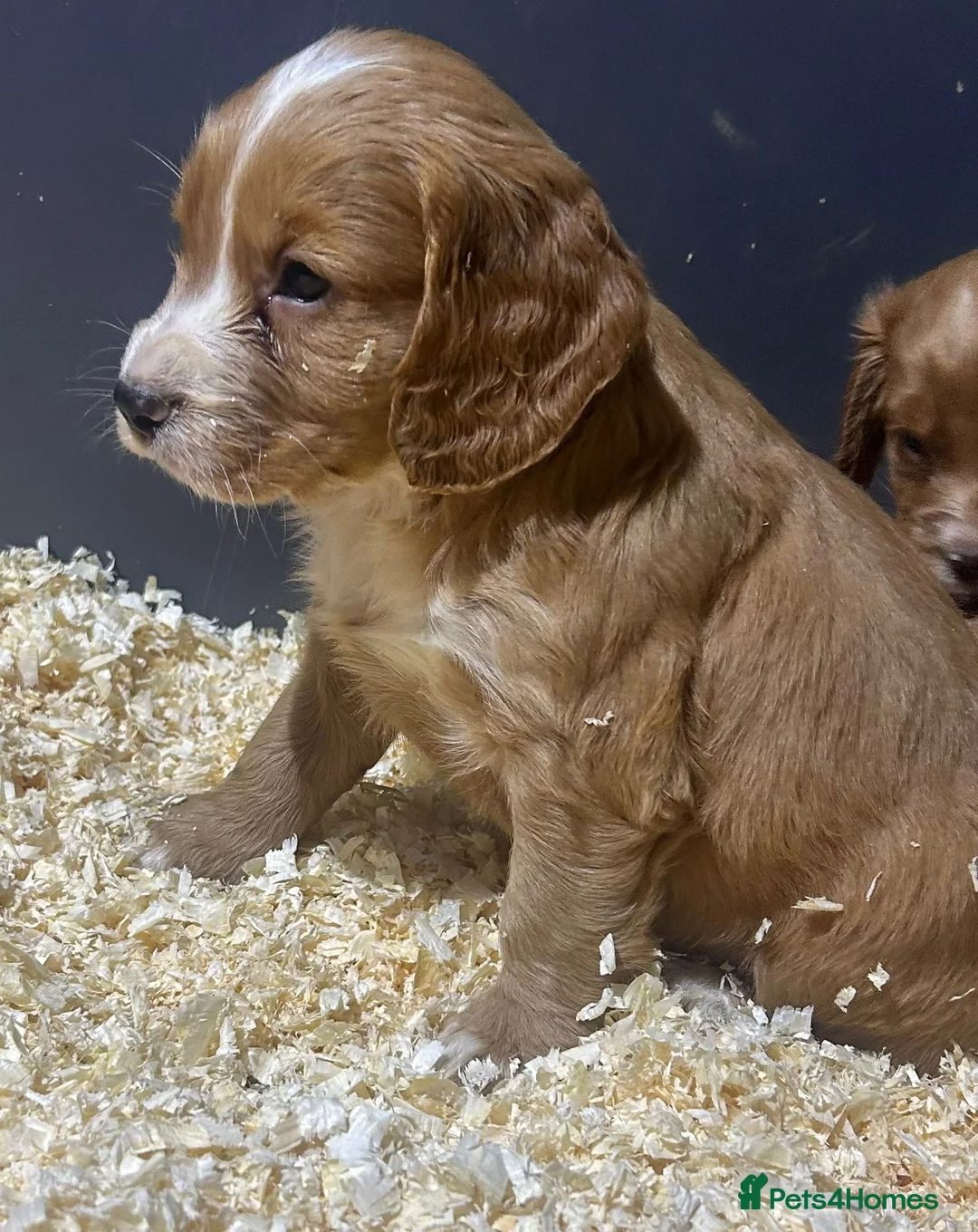 Cocker Spaniel dogs for sale: Outstanding litter of cocker spaniel puppies  - Advert 6