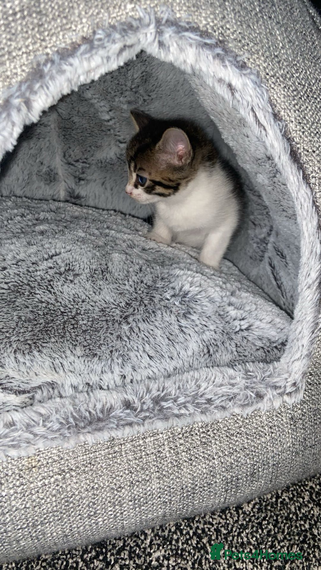 American Shorthair cats for sale: Beautiful calico kitten ready to leave now!!! - Image 3