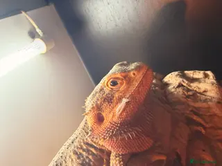 Bearded Dragon reptiles Beautiful bearded dragon looking for new home - Advert 2