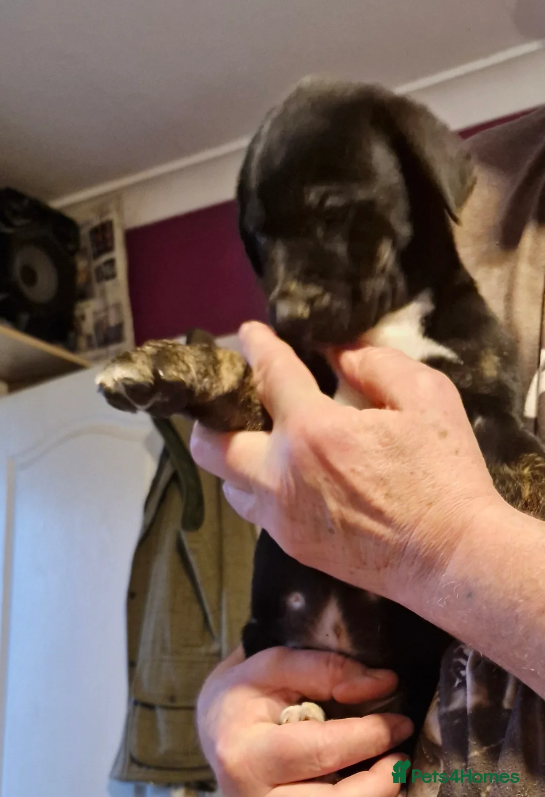 Mixed Breed dogs for sale: Lovely pressa -dog de bordeaux pups - Advert 7