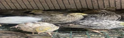 Quail poultry for sale: Japanese & Chinese painted quails  - Advert 4