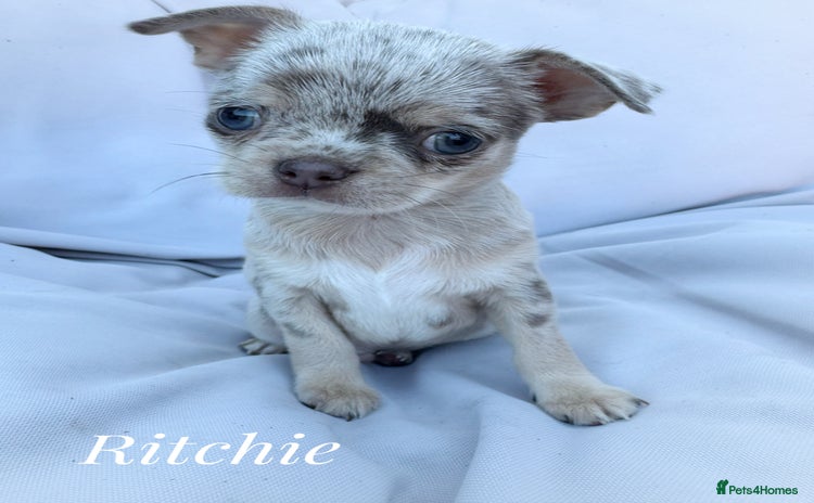 Chihuahua dogs - Advert 2