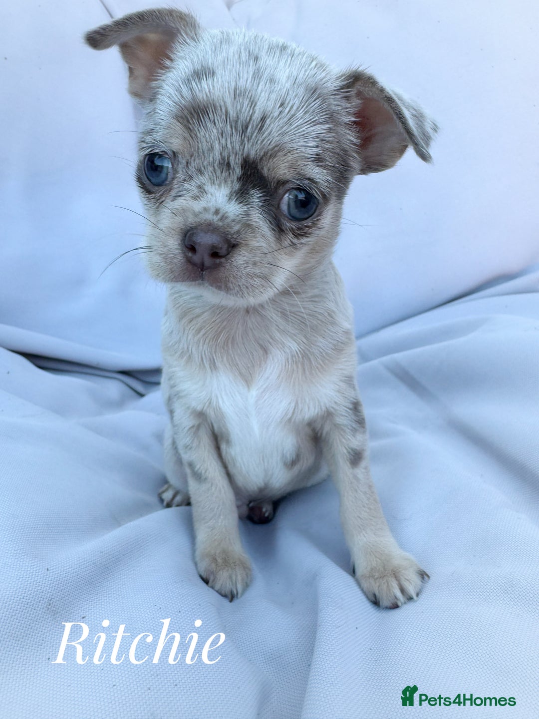 Chihuahua dogs for sale: Long coat KC reg girl READY NOW - Image 6