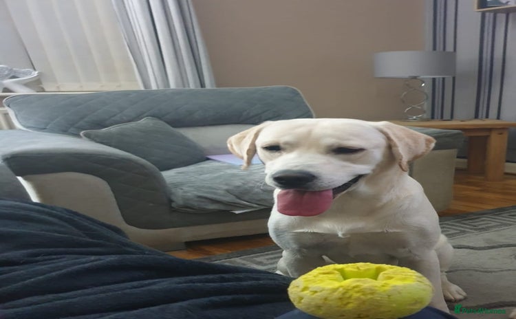 Labrador Retriever dogs - Advert 8