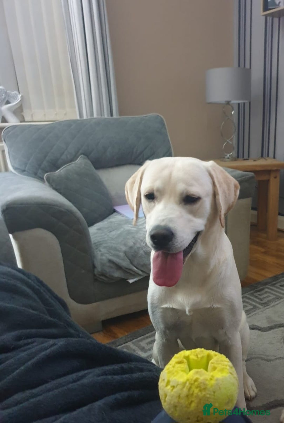 Labrador Retriever dogs for sale: Beautiful lab male - Image 1