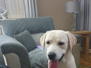 Labrador Retriever dogs - Advert 4