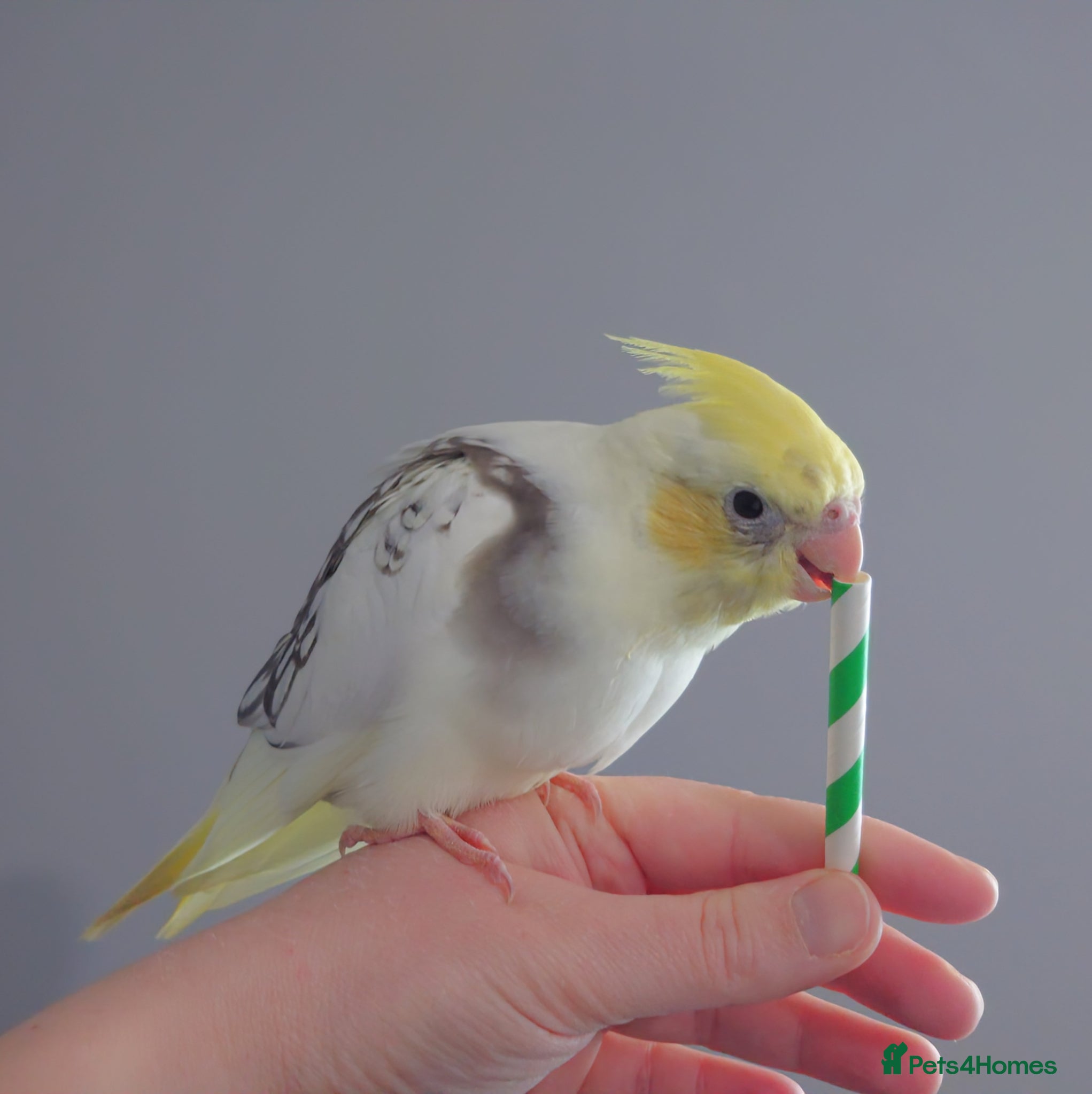 Cockatiels birds Hand reread silly tame DNA sexed baby cockatiels  - Advert 1