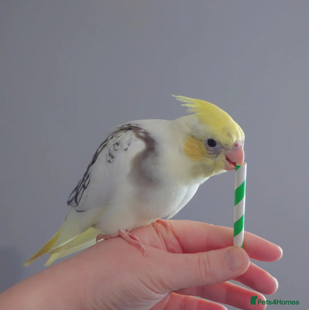 Cockatiels birds for sale: Hand reread silly tame DNA sexed baby cockatiels  - Advert 2