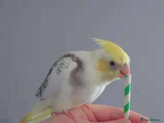 Cockatiels birds Hand reread silly tame DNA sexed baby cockatiels - Advert 1