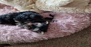 Yorkshire Terrier dogs - Advert 1
