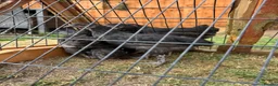 Chickens poultry for sale: Black Maran Chickens  - Advert 3
