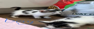 Mixed Breed 4