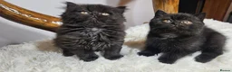 British Shorthair cats for sale: Tica British Shorthair & Longhair Champion Lines in Wigan - Advert 16