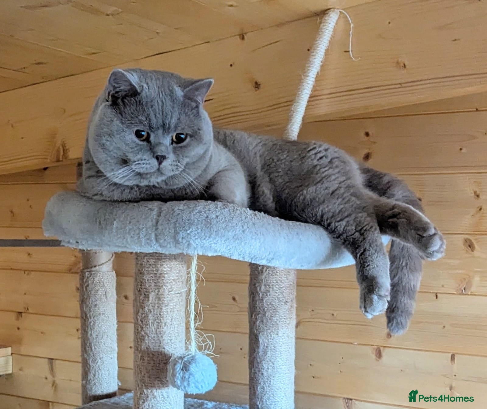 British Shorthair cats 🏆🥇Beautiful Lilac Boy GCCF/TICA registered 🏆🥇 - Advert 9