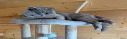 British Shorthair cats for stud: 🏆🥇Beautiful Lilac Boy GCCF/TICA registered 🏆🥇 - Advert 3