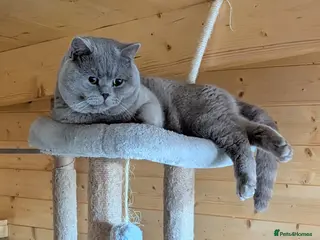 British Shorthair cats ๐๐ฅBeautiful Lilac Boy GCCF/TICA registered ๐๐ฅ - Advert 9