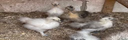 Chickens poultry for sale: Silkie chicks and mum  for sale  - Advert 4