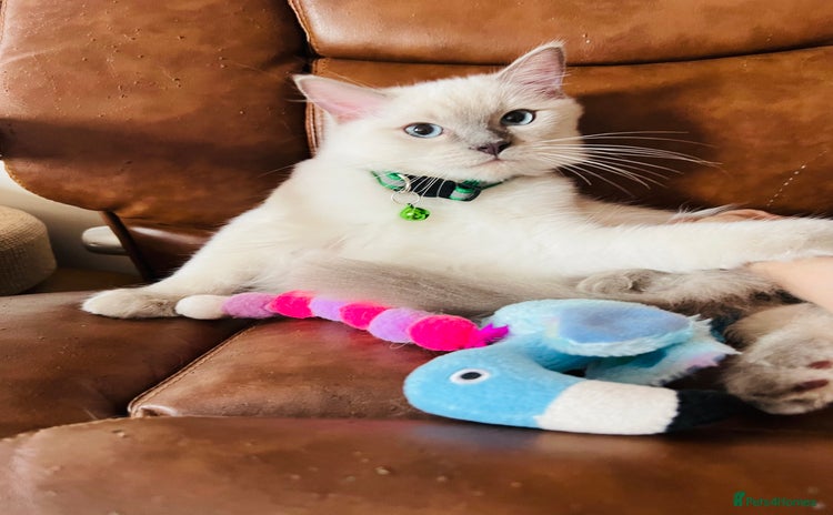 Ragdoll cats in London - Advert 2