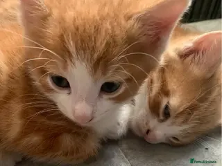 Mixed Breed cats Two ginger kittens beautiful markings - Advert 1