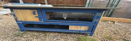 Guinea Pig rodents for sale: Guinea Pigs - Ready Now - Advert 25