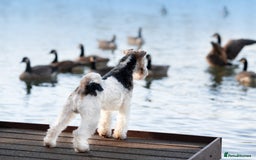 Fox Terrier dogs for sale: Exceptional Wire Haired Fox Terrier Puppies  - Image 14