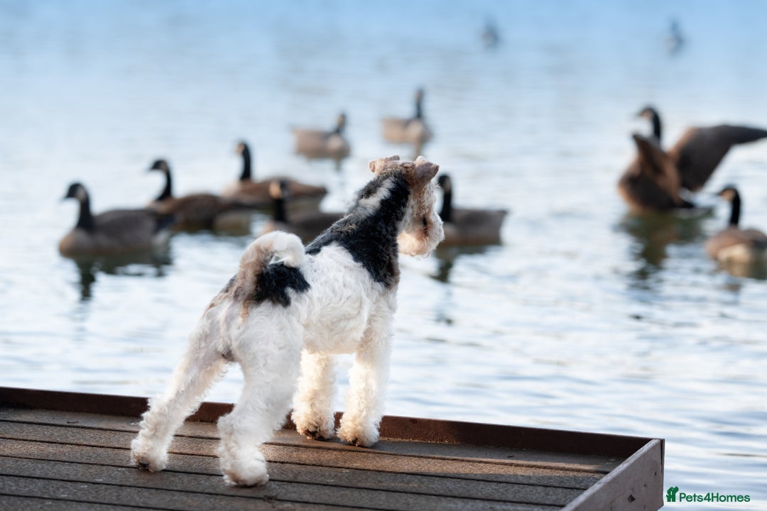 Fox Terrier dogs for sale: Exceptional Wire Haired Fox Terrier Puppies  - Image 14
