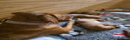 Labrador Retriever dogs for sale: Stunning Chunky KC Registered Red Labrador Puppies - Advert 5