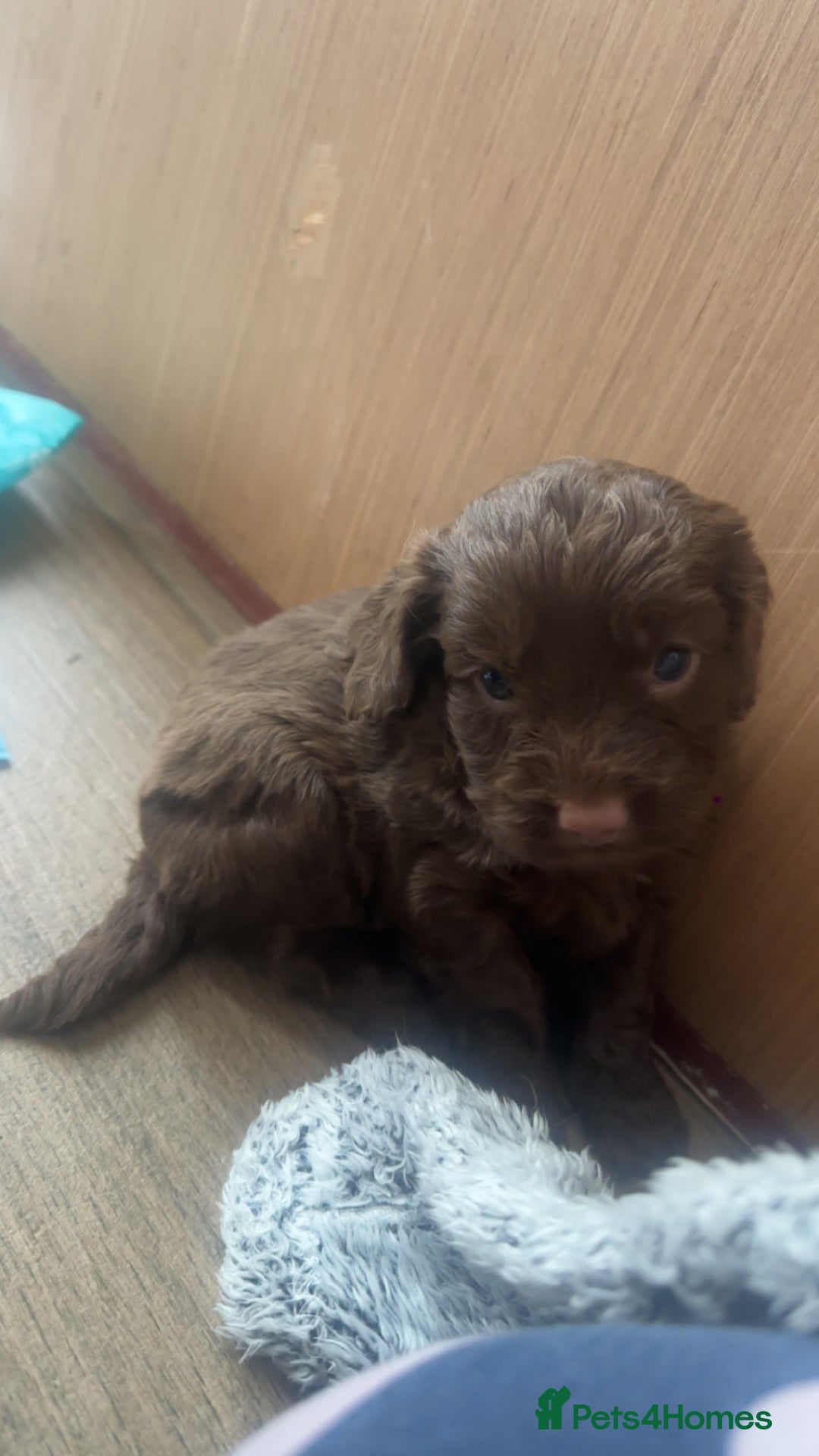 Cockapoo dogs for sale: Cockerpoos  - Image 7