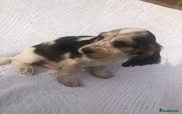 Cocker Spaniel dogs for sale: Cocker Spaniel Puppies for sale  - Image 5